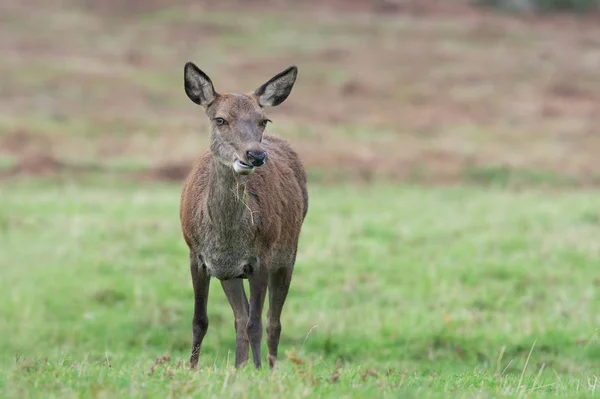 Hind Red Deer Cervus Elaphus — Stock fotografie