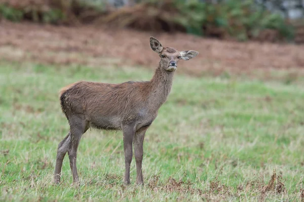 Red Deer Kalf Cervus Elaphus — Stockfoto