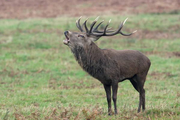 Red Deer Stag Bolving Cervus Elaphus — Stock Photo, Image