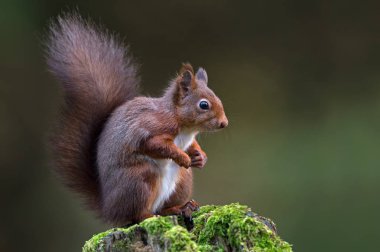 Kırmızı Sincap (Sciurus vulgaris)