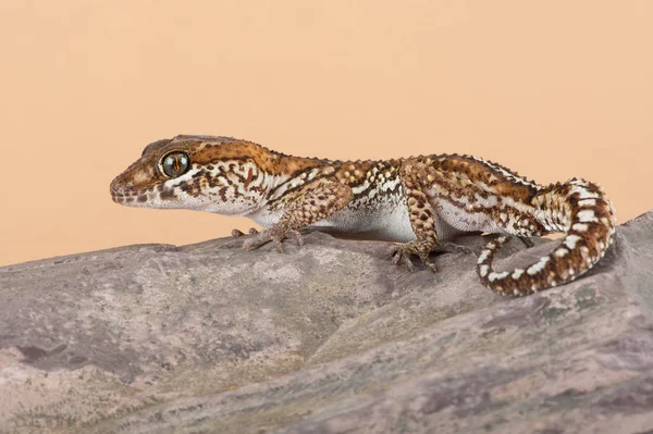 Gecko Ocelot Paroedura Pictus — Zdjęcie stockowe