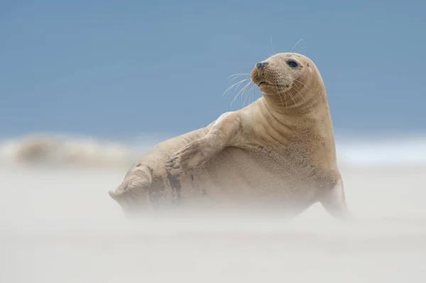 Atlantic Szary Seal Pup Halichoerus Gryposa — Zdjęcie stockowe