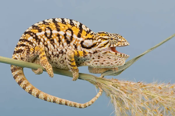 Camaleão Tapete Furcifer Lateralis Basking Caule Planta — Fotografia de Stock