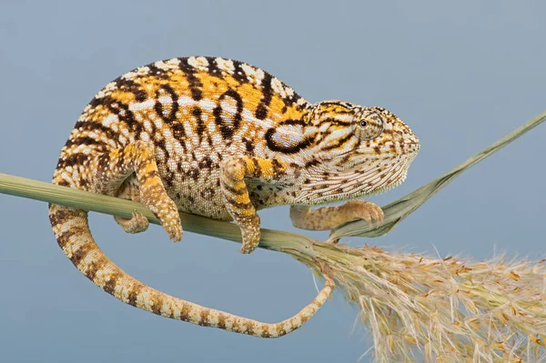 Carpet Chameleon Furcifer Lateralis Basking Plant Stem — Stock Photo, Image