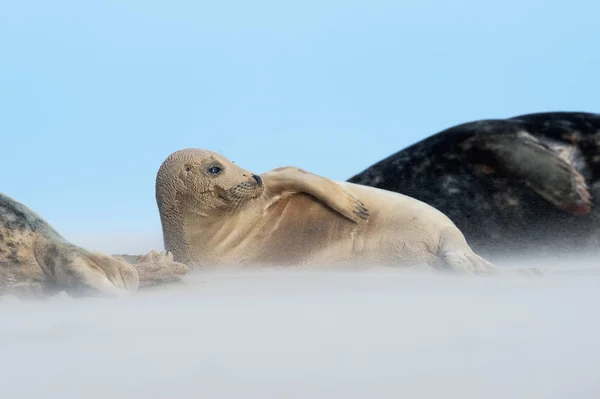 Atlantic Grey Seal Pup Halichoerus Grypus Písečné Pláži — Stock fotografie