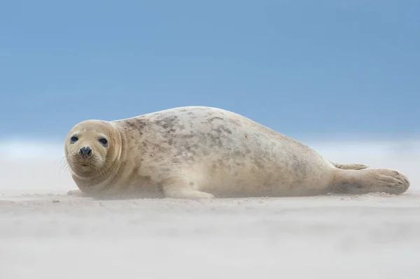 Atlantic Grey Seal Pup Halichoerus Grypus Песчаном Пляже — стоковое фото