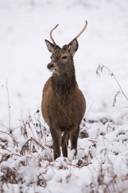 Derin karda genç Kızıl geyik geyik (Cervus elaphus)