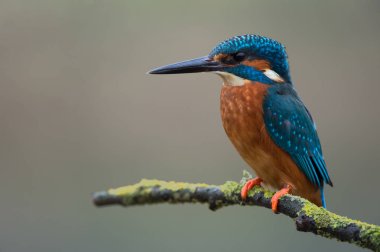 Kingfisher (Alcedo) bir dala tünedi