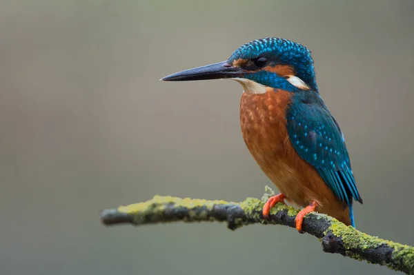 Martin Pêcheur Alcedo Atthis Perché Sur Une Branche — Photo