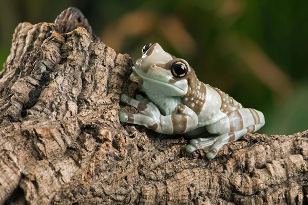 Misyon Altın Gözlü Ağaç Kurbağası Trachycephalus Resinifictrix — Stok fotoğraf