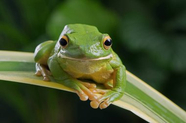 Beyaz dudaklı ağaç kurbağası (Magno16 infrafrenata) kalın orman bitki örtüsü içinde