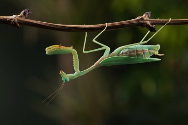 Praying Mantis (Hierodula kalimantan) on thin branch clipart