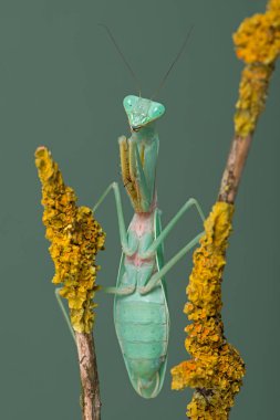 Dua eden peygamber devesi (Hierodula kalimantan) kaplı ince liken dalı
