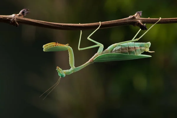 Praying Mantis Hierodula Kalimantan Dunne Tak — Stockfoto