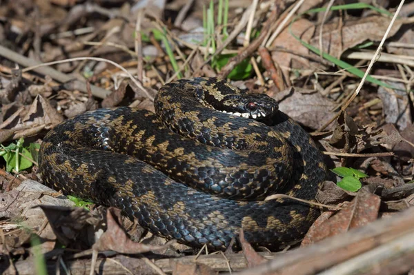 Ortak Avrupa Adder Vipera Berus Yaprak Çöp Içinde — Stok fotoğraf