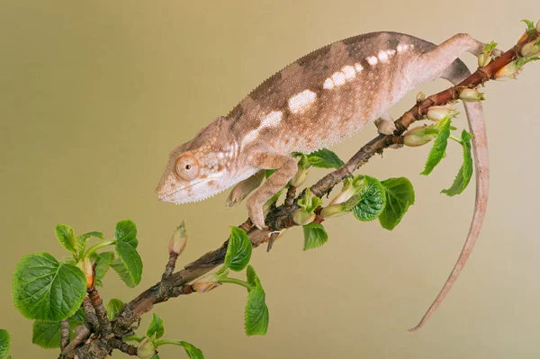 Diego Suarez Region Panther Chameleon Furcifer Pardalis Climbing Tree Branch — Stock Photo, Image