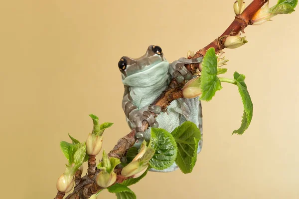 Misijní Zlatovlasá Žába Trachycephalus Resinifictrix Tenké Větvi — Stock fotografie