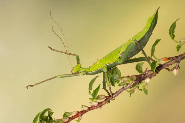 马来西亚棒昆虫 异翅目扩张 攀爬分枝 — 图库照片
