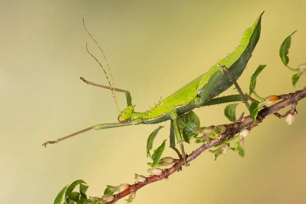 Malaiisches Stockinsekt Heteropteryx Dilatata Klettert Auf Einen Ast — Stockfoto