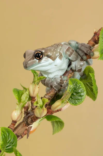 Mission Goldauge Laubfrosch Trachycephalus Resinifictrix Hockt Auf Dünnem Ast — Stockfoto