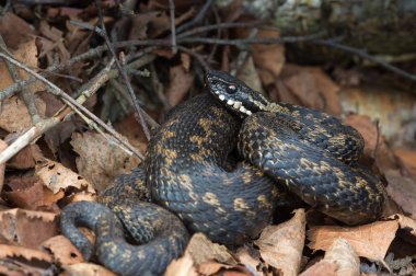 Ortak Avrupa Viper (vipera Berus) yaprak çöp