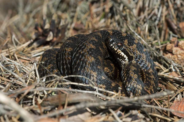 Společné Evropské Zmije Vipera Berus Podestýlku — Stock fotografie