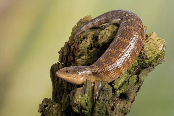 Mavi Dilli Skink Tiliqua Scincoides Chimaerea Yosunlu Ağaç Kütüğü Üzerinde — Stok fotoğraf