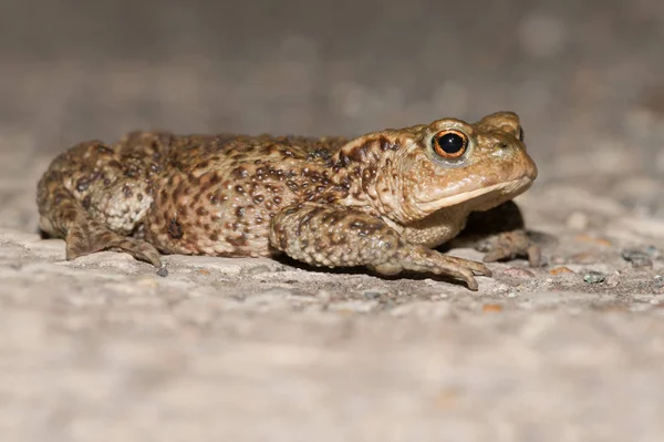 Sapo Comum Bufo Bufo Atravessa Uma Estrada Para Chegar Lagoa — Fotografia de Stock