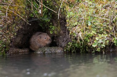 Water Vole (Arvicola amphibius) in a burrow in the side of a canal bank clipart