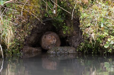 Water Vole (Arvicola amphibius) in a burrow in the side of a canal bank clipart