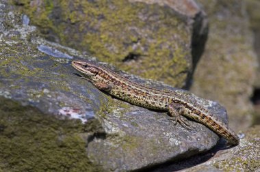 Ortak Kertenkele (Zootoca vivipara) liken kaplı taş duvarda güneşlik
