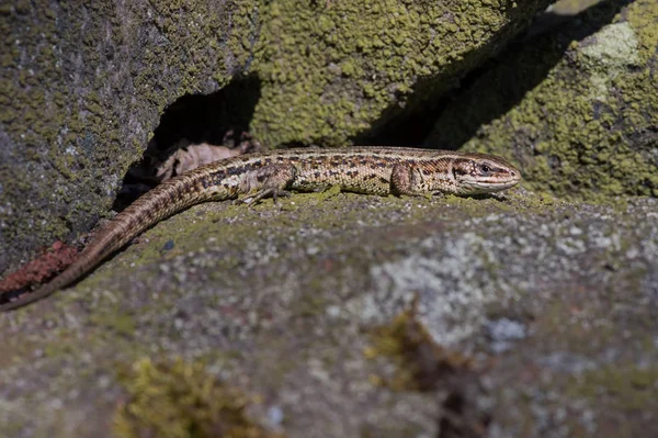 Common Lizard Zootoca Vivipara Basking Lichen Covered Stone Wall — Stock Photo, Image