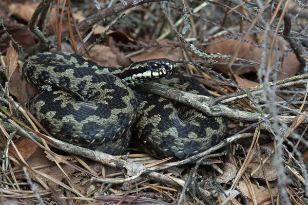 常见的欧洲毒蛇 Vipera Berus 沐浴在干燥的石南 — 图库照片