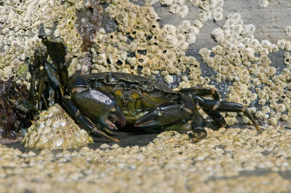 European Green Crab Carcinus Maenas Barnacle Encrusted Rock — Stock Photo, Image