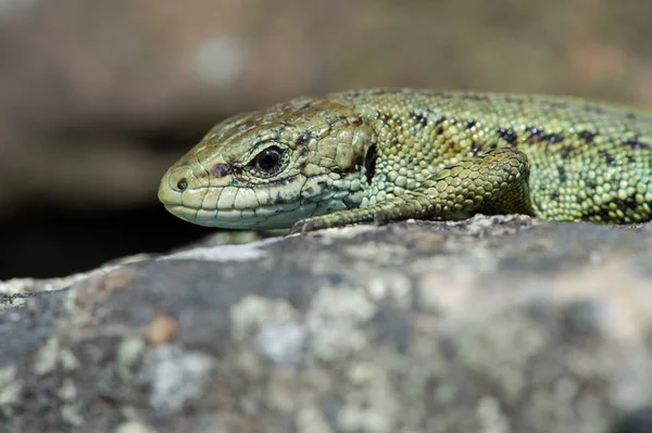 Vanlig Ödla Zootoca Vivipara Basking Lav Täckt Stenmur — Stockfoto