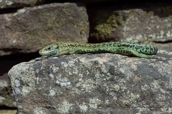 Lagarto Común Zootoca Vivipara Tomando Sol Pared Piedra Cubierta Liquen —  Fotos de Stock