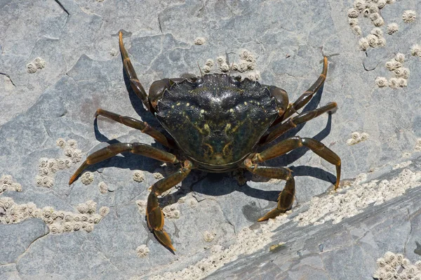 Overhead View European Green Crab Carcinus Maenas Barnacle Encrusted Rock — Stock Photo, Image