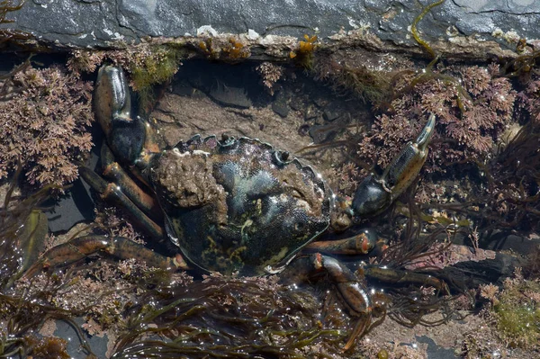 Overhead View European Green Crab Carcinus Maenas Tide Pool — Stock Photo, Image
