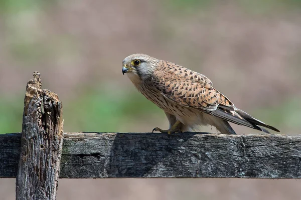 Kestrel Falco Tinnunculus Perched Fence Field — Stock Photo, Image