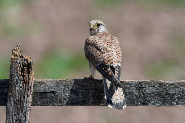 Kestrel (Falco tinnunculus) perched on a fence in a field