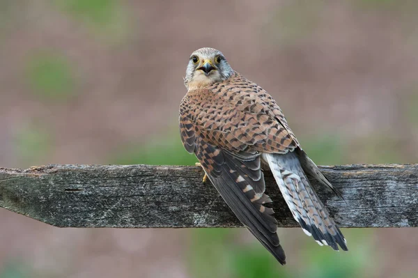 Cernícalo Falco Tinnunculus Posado Sobre Una Cerca Campo — Foto de Stock