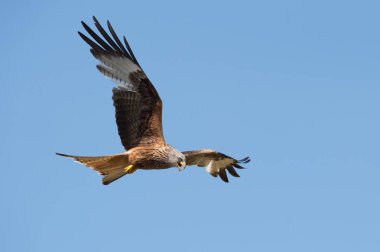 Kırmızı Uçurtma (Milvus milvus) açık mavi gökyüzünde uçan