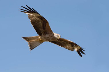 Kırmızı Uçurtma (Milvus milvus) açık mavi gökyüzünde uçan