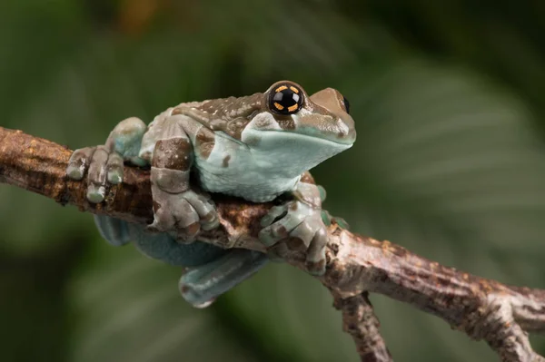 Misja Golden Eyed Tree Frog Trachycephalus Resinifictrix — Zdjęcie stockowe