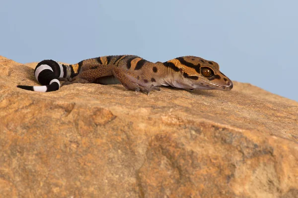 Vietnamesischer Höhlengecko Goniurosaurus Araneus — Stockfoto