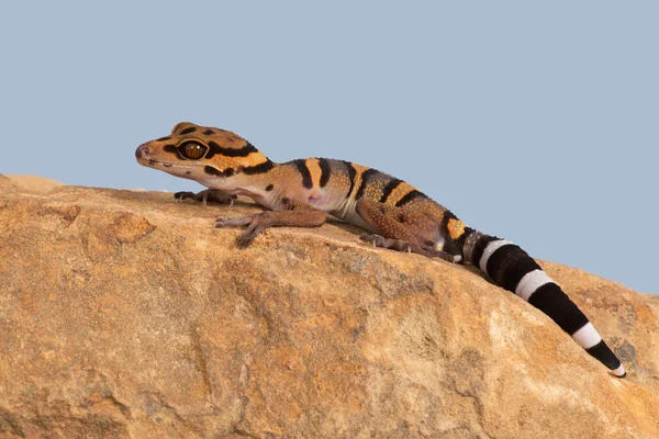 Caverna Vietnamita Gecko Goniurosaurus Araneus — Fotografia de Stock