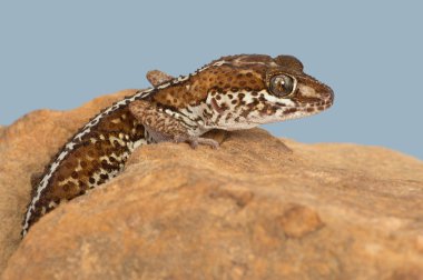 Ocelot Gecko (Paroedura pictus) bir kaya üzerinde