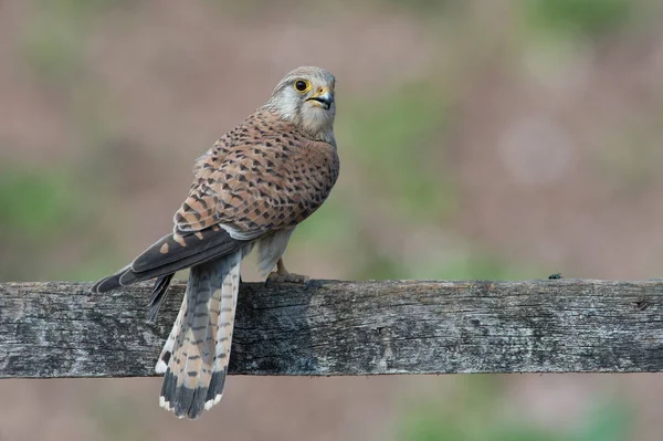 Kestrel Falco Tinnunculus Empoleirado Uma Cerca Campo — Fotografia de Stock