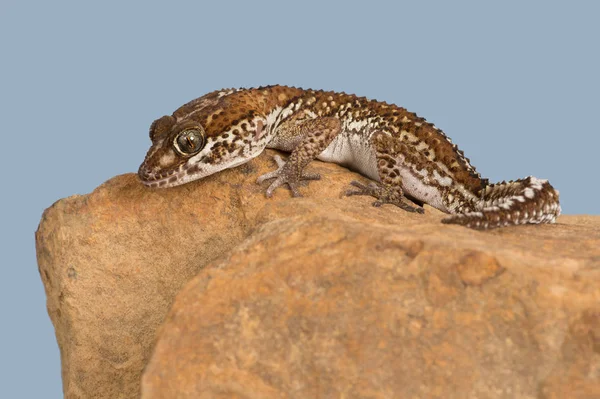 Ocelot Gecko Paroedura Pictus Uma Rocha — Fotografia de Stock