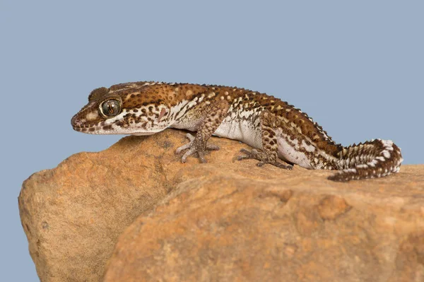 Ocelot Gecko Paroedura Pictus Uma Rocha — Fotografia de Stock